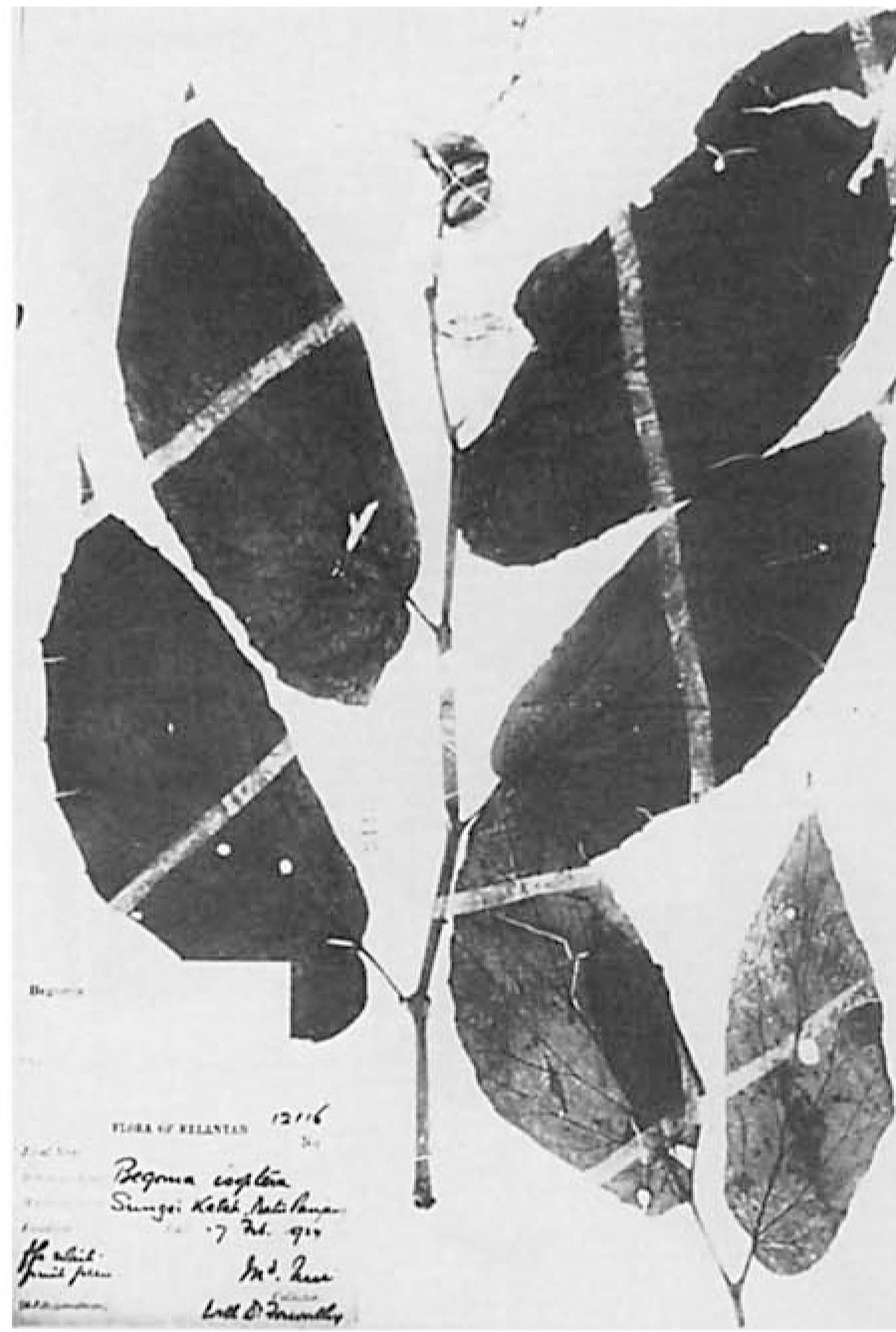 B. pseudisoptera